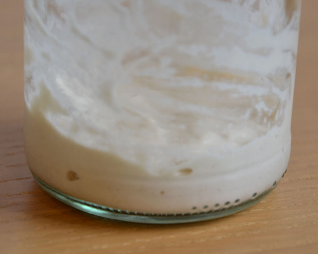 Side view of sourdough starter made from all purpose flour, on its first day.