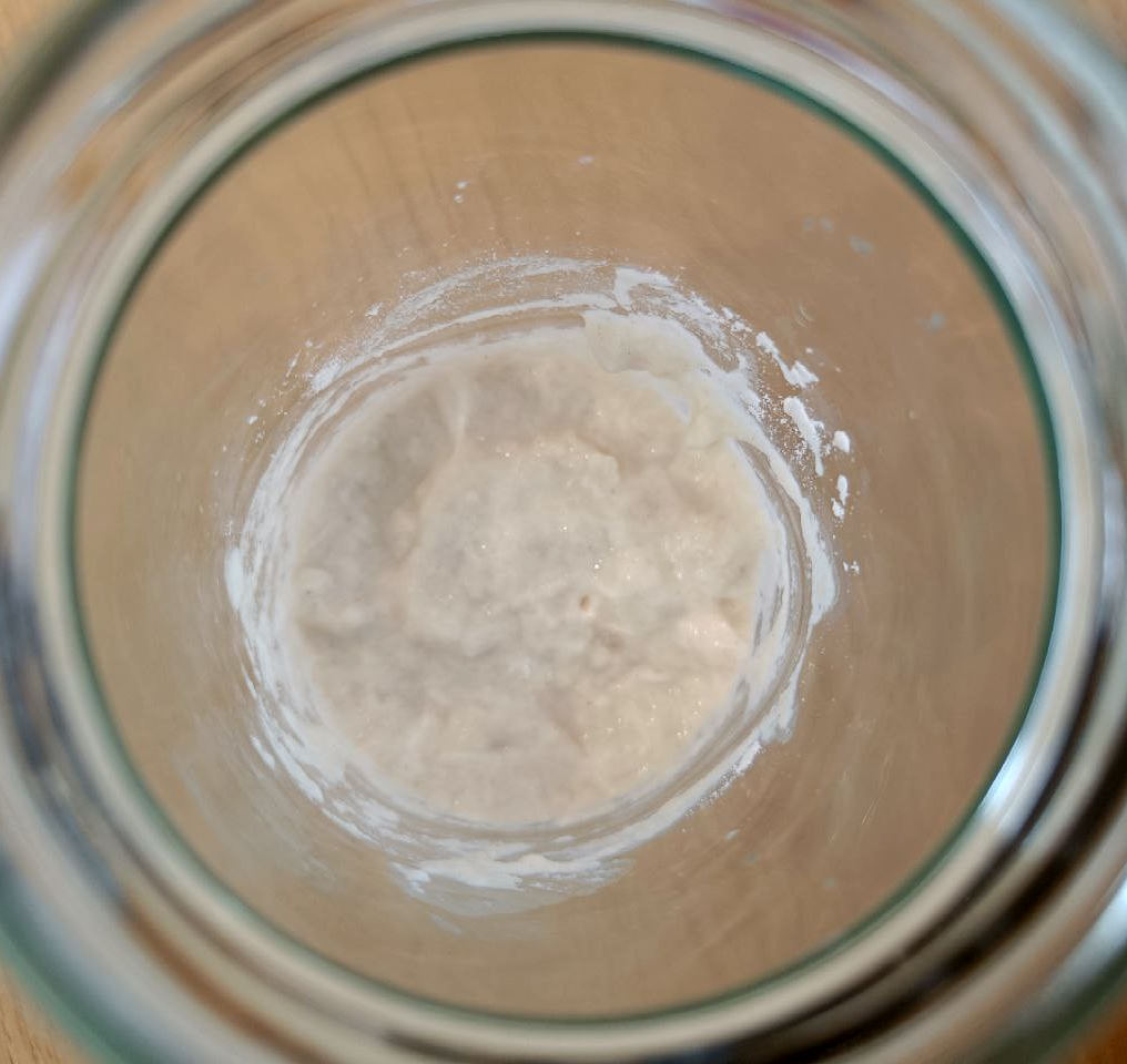 Top view of sourdough starter made from all purpose flour, on its first day.