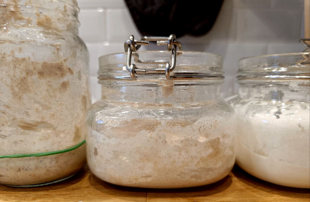 Three active sourdough starters immediately after a feeding: 
Rye + Whole Wheat (left), Whole Wheat + AP (middle) and pure AP (right)