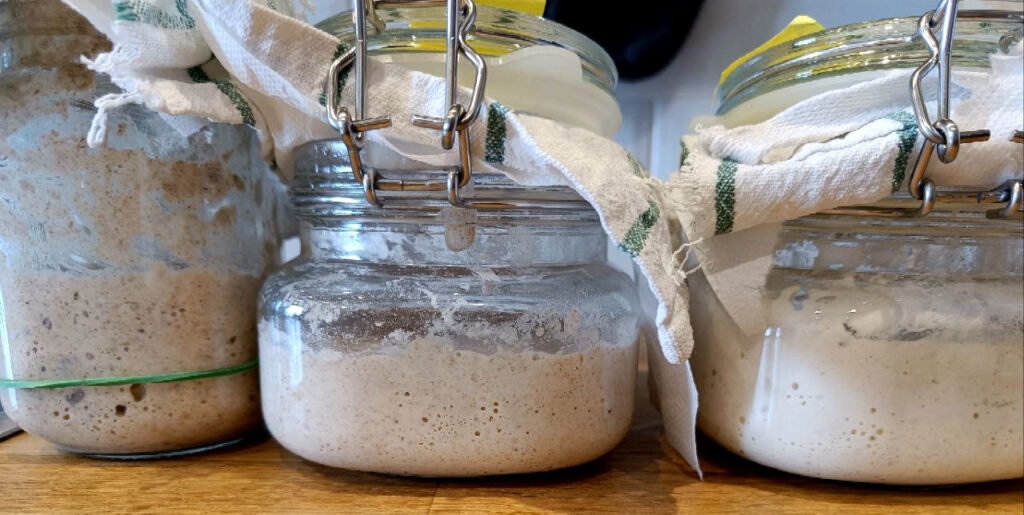 Three active sourdough starters few hours after feeding: Rye + Whole Wheat (left), Whole Wheat + AP (middle) and pure AP (right)